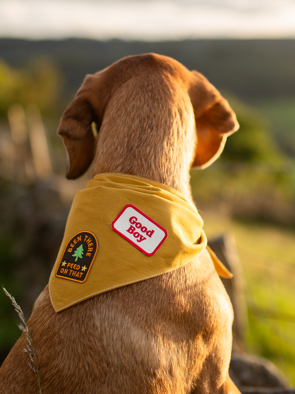 Dog is looking off into the distance. The dog is wearing a mustard yellow bandana with two patches on it. The patches say "Been There Peed on That' and 'Good Boy'.
