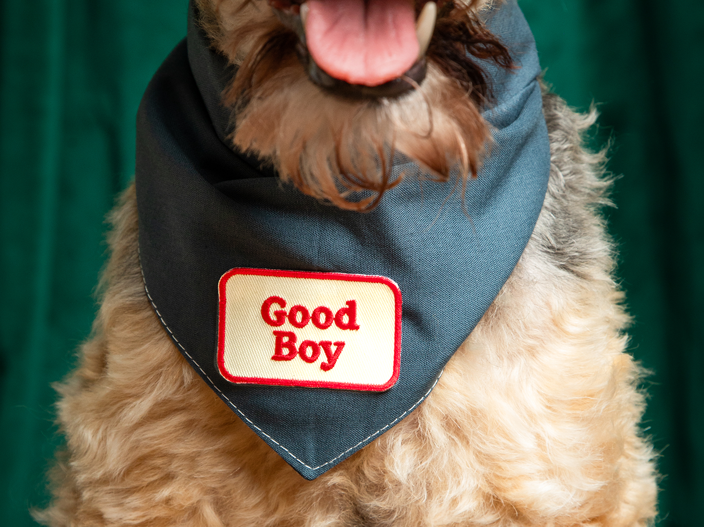 A dog wearing a blue bandana with a 'Good Boy' patch on it.