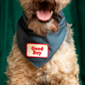 A dog wearing a blue bandana with a 'Good Boy' patch on it.