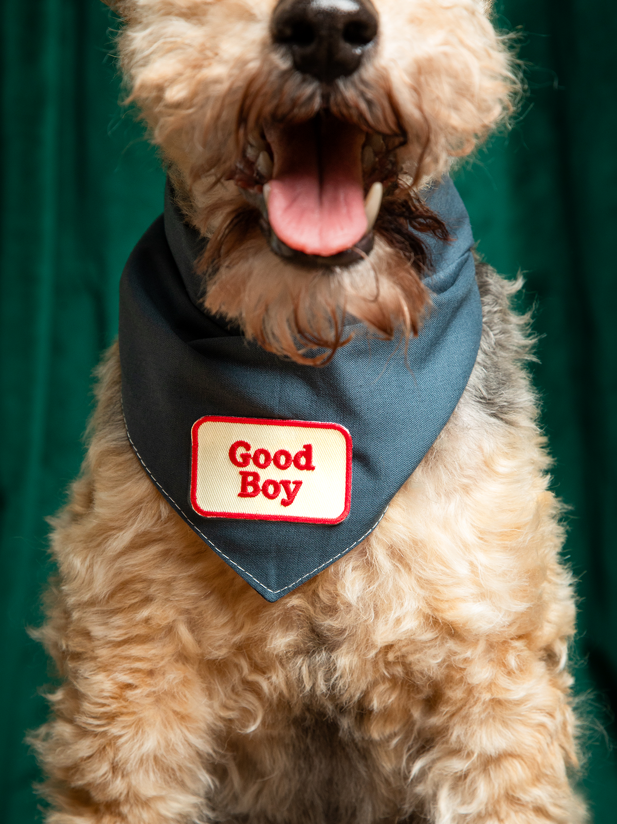A dog wearing a blue bandana with a 'Good Boy' patch on it.