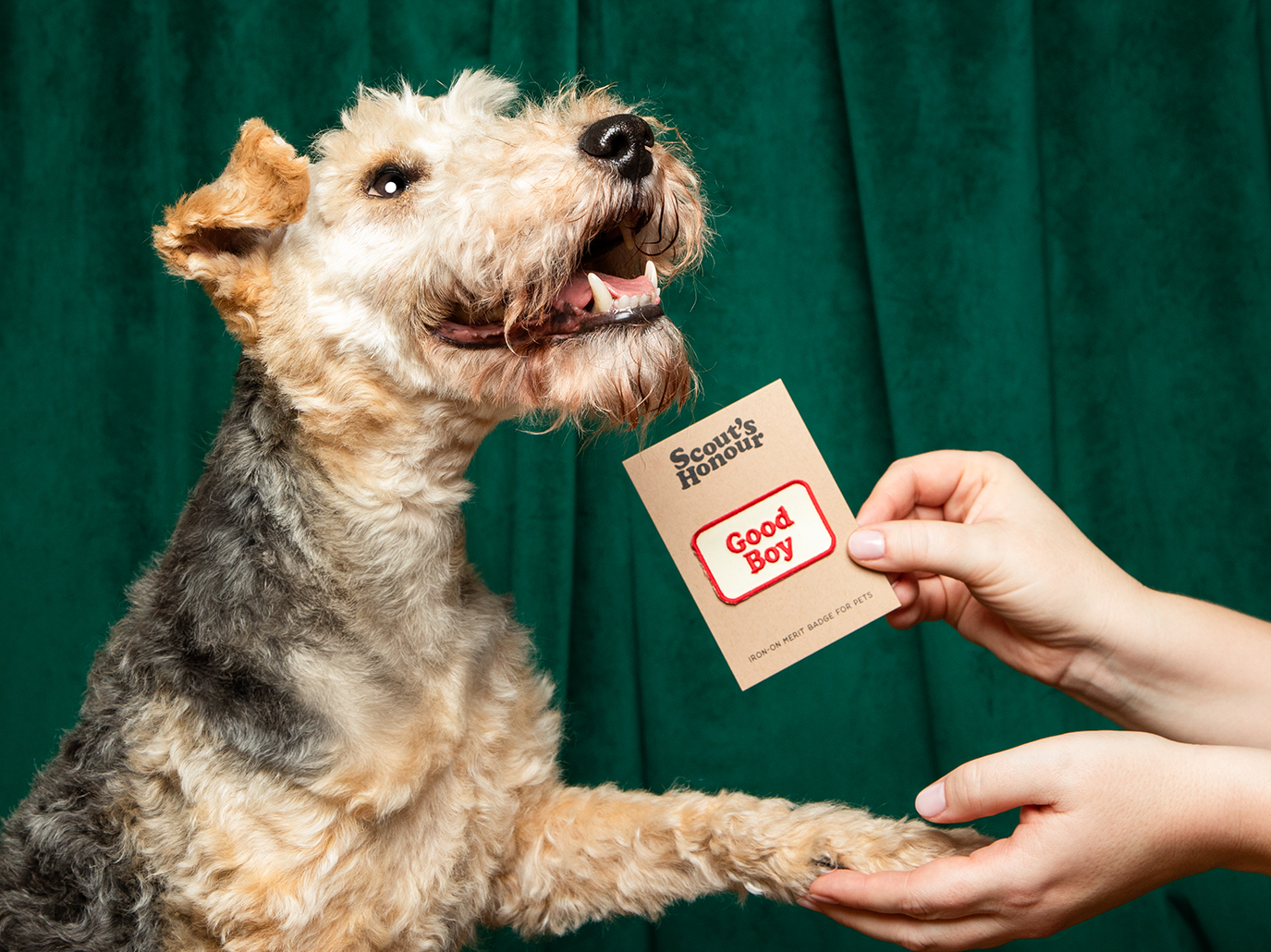 A picture of a dog being awarded a Good Boy patch. He is shaking hands with his owner and accepting the award.