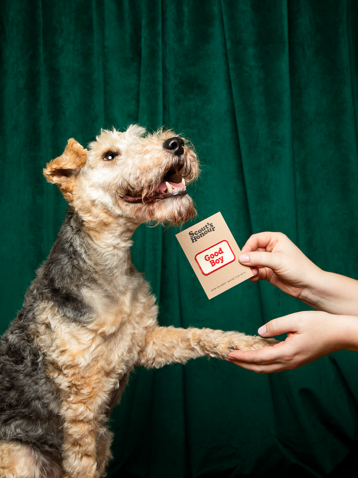 A picture of a dog being awarded a Good Boy patch. He is shaking hands with his owner and accepting the award.